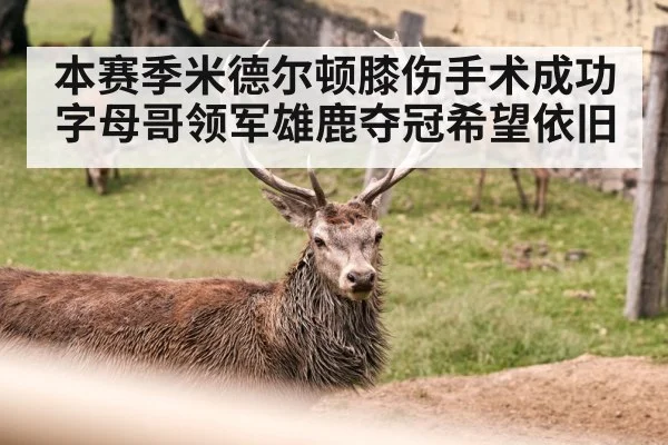 本赛季米德尔顿膝伤手术成功字母哥领军雄鹿夺冠希望依旧
